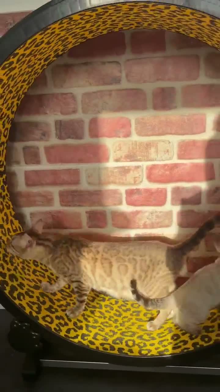 Bengal cats for sale: Pedigree, Super socialised Bengal Kittens - Video 1