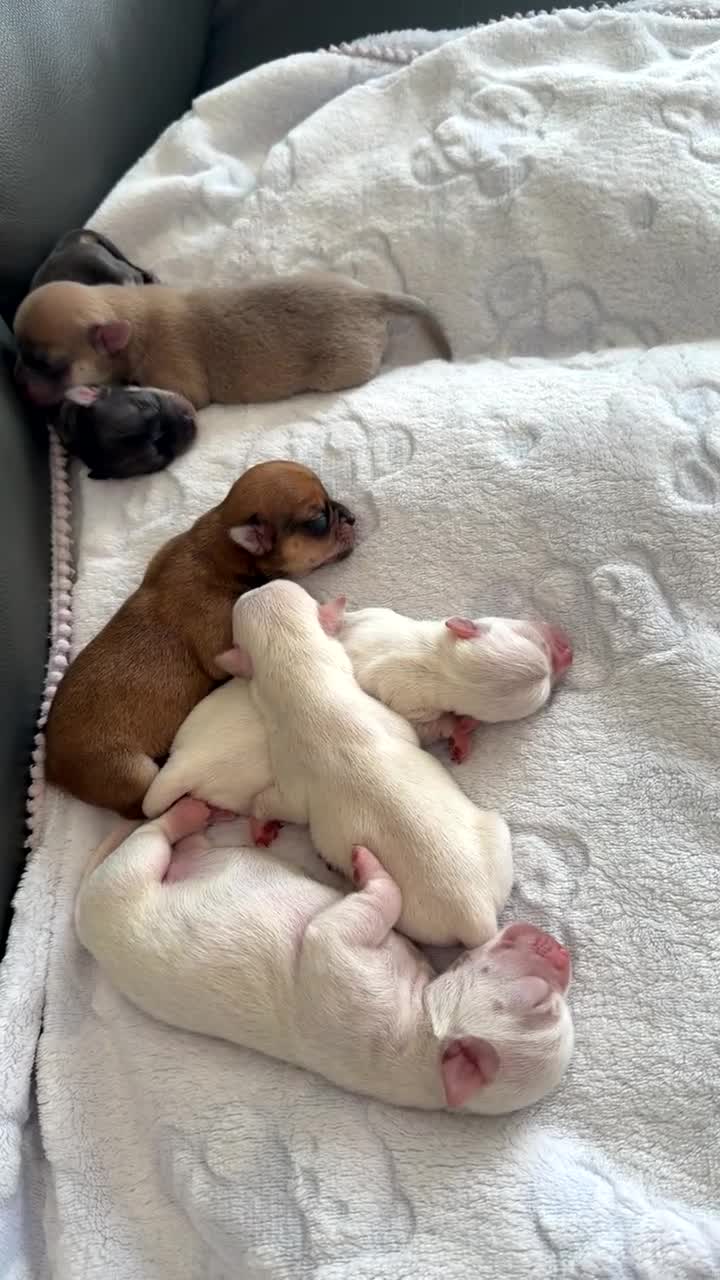 Chihuahua dogs for sale:  ** s  apple heads chihuahuas  in Evesham - Video 1