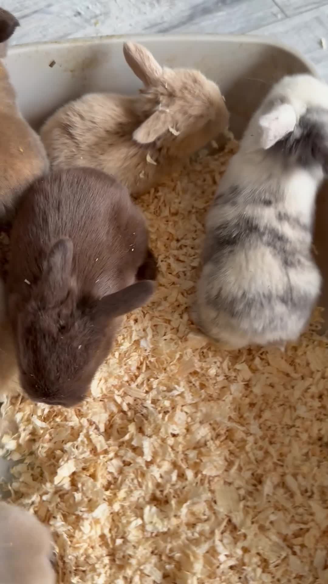 Mini Lop rabbits for sale: Gorgeous Mini Lops  - Video 5