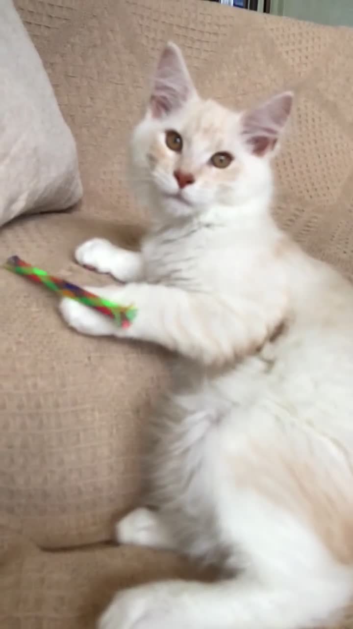 Maine Coon cats for sale: GCCF 5th Generation Pedigree Purebred Maine Coons  in Torquay - Video 3
