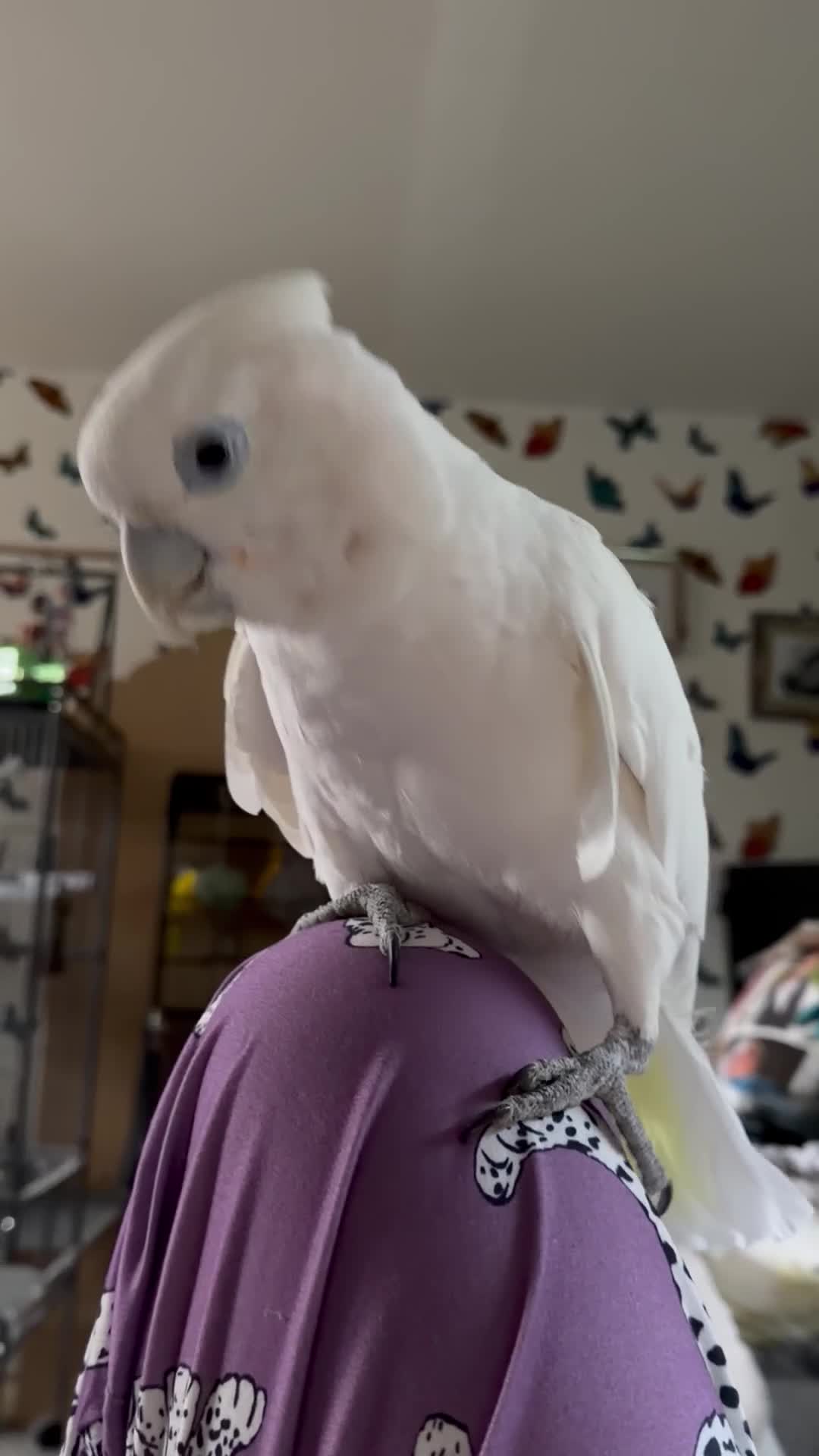Cockatoo birds for sale: Soloman cockatoo in Weston-super-Mare - Video 1