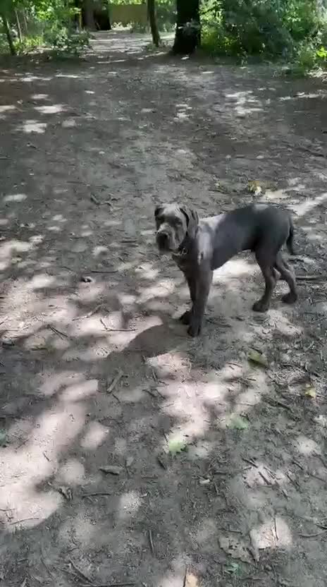 Cane Corso dogs for sale: Rare Blue Cane Corso Male | European Bloodlines - Video 2