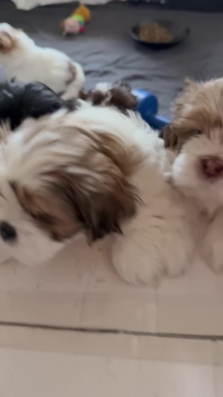 Lhasa Apso dogs for sale: Lovely Lhasa Apso Puppies Ready Soon 🐾 - Video 1