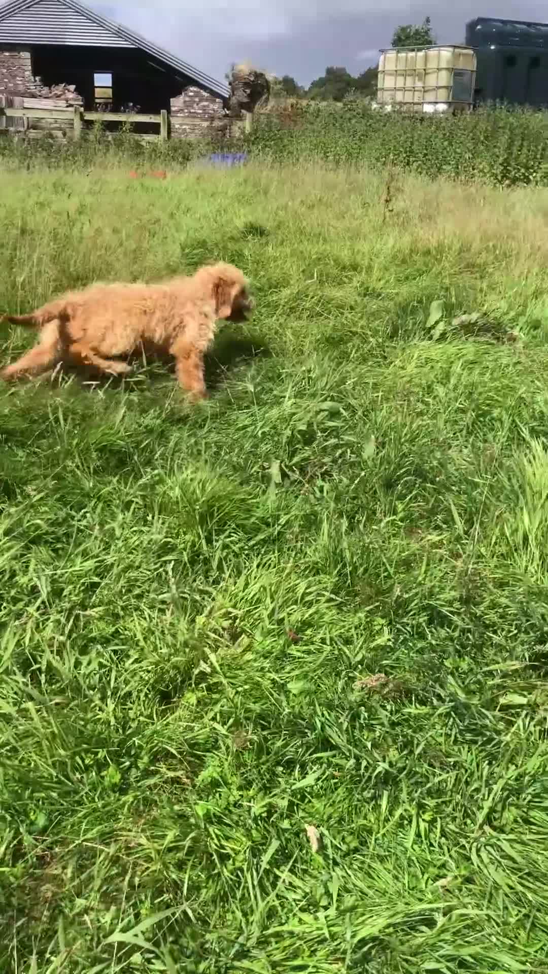 Goldendoodle dogs for sale: REDUCED PRICE - only 1 boy and 1 girl left £750 - Video 1