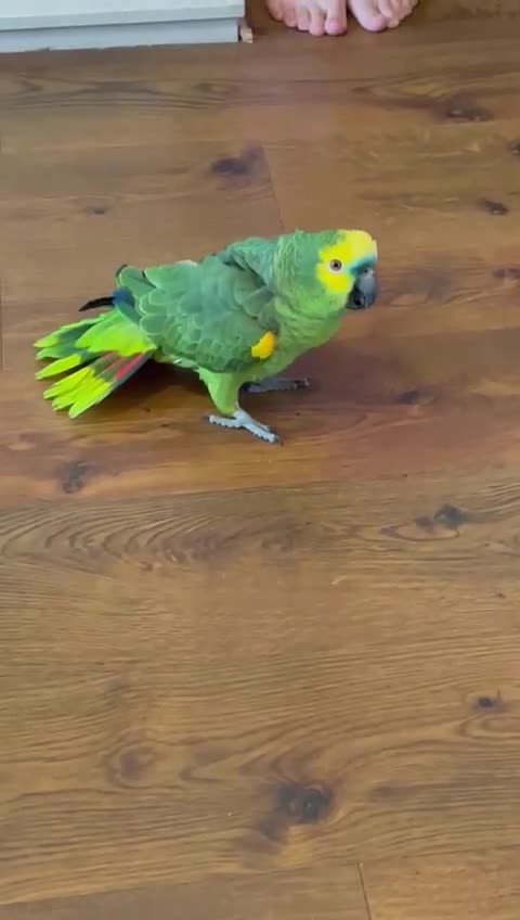 Parrots birds for sale: Amazon Parrott  in Birmingham - Video 2