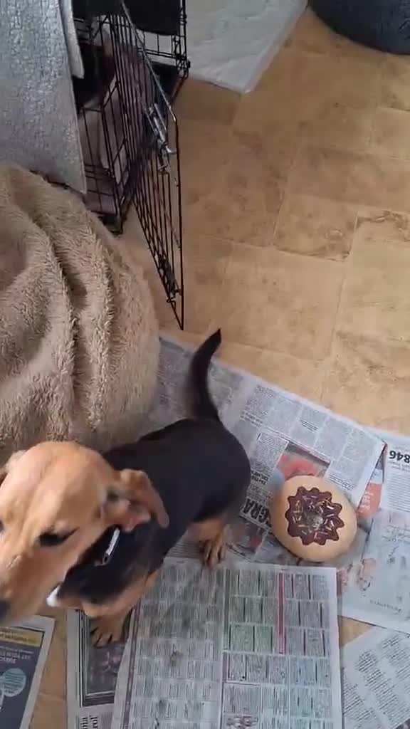 Mixed Breed dogs for adoption: Elsi was once unwanted now she is ready to belong - Video 1