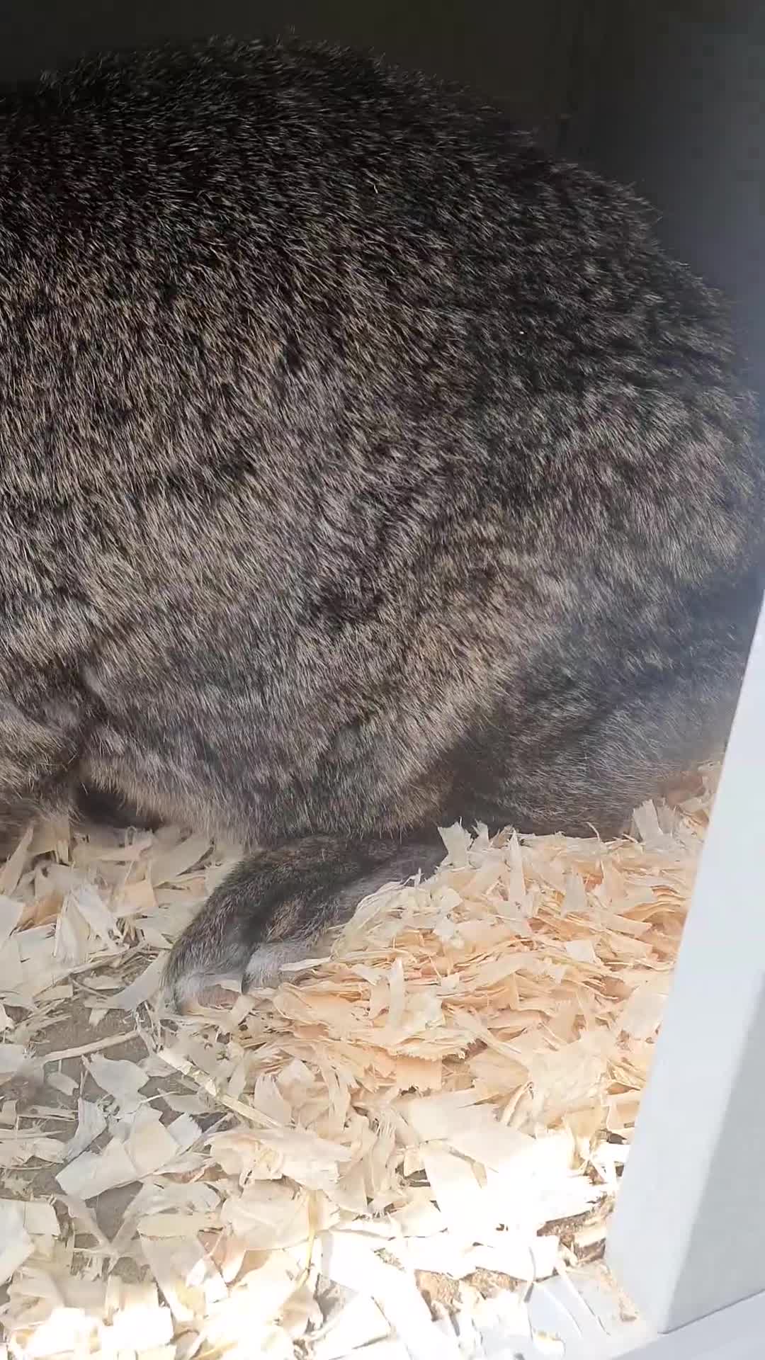 French Lop rabbits for sale: Giant French Lop doe and 3 babies - Video 1