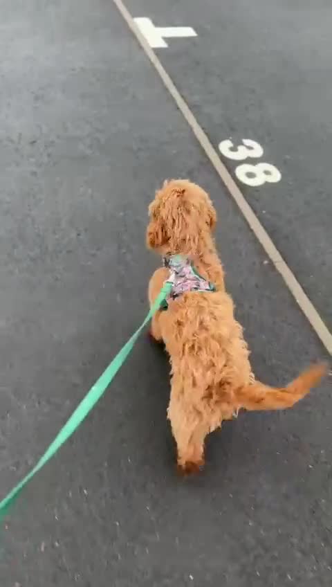Cockapoo dogs for sale: 🐾 Beautiful F1 Tanned Cockapoo Puppy 🐾  - Video 4