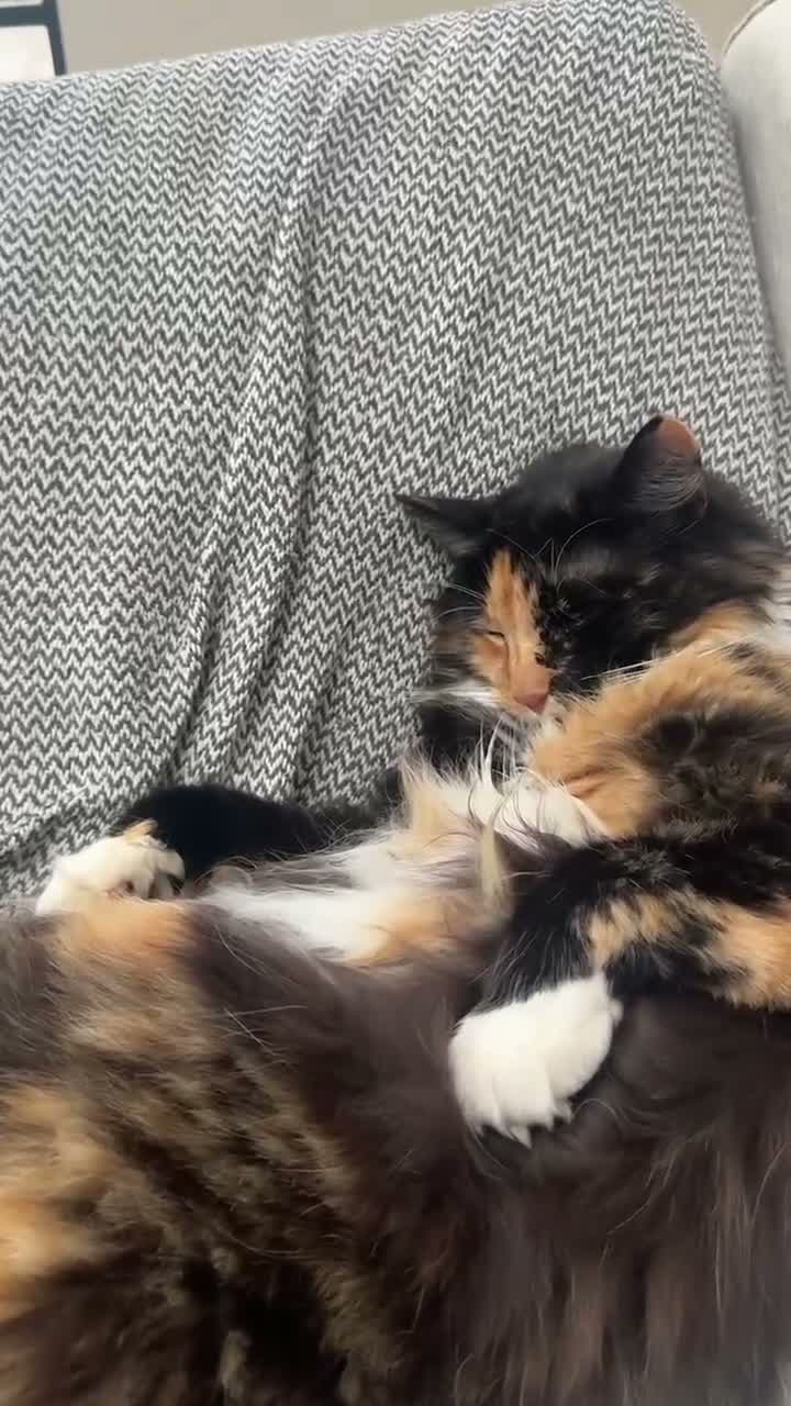 Mixed Breed cats for sale: Cat needs rehoming asap in Pentraeth - Video 1