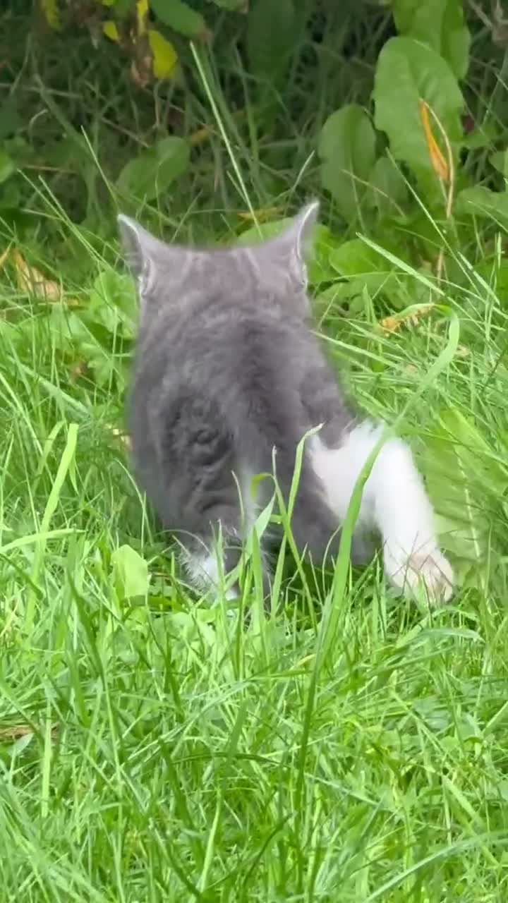 Mixed Breed cats for sale: Tabby kittens - Video 3