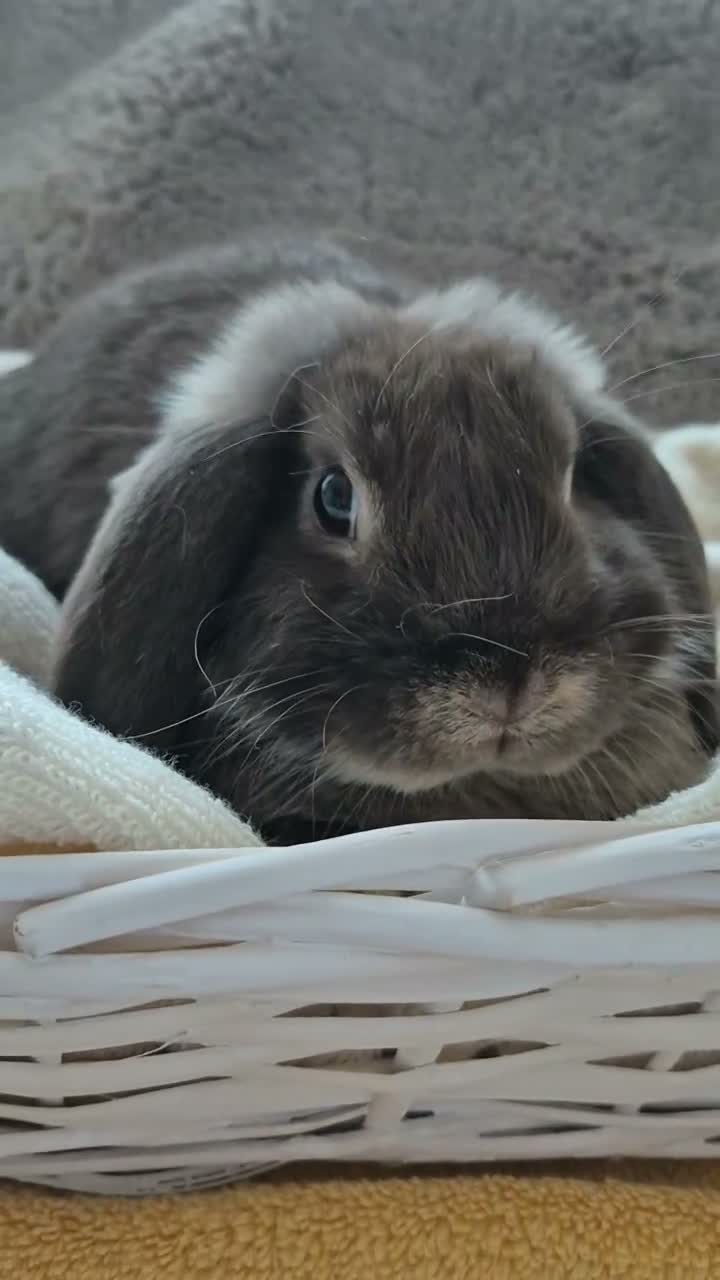 Mini Lop rabbits for sale:  Mini Lop  Only 1 boy  are left. - Video 1