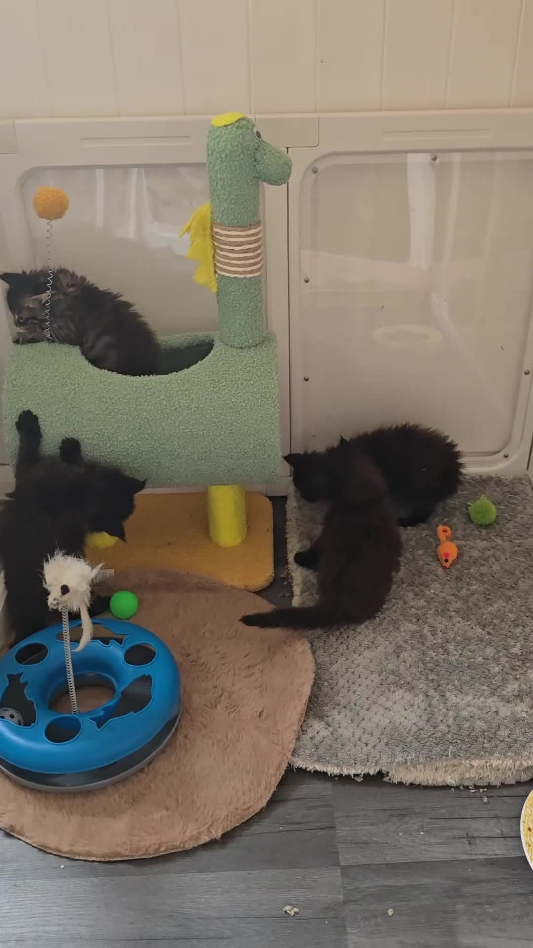 Maine Coon cats for sale: Maine Coon Kittens Polydactyl Russian line - Video 2