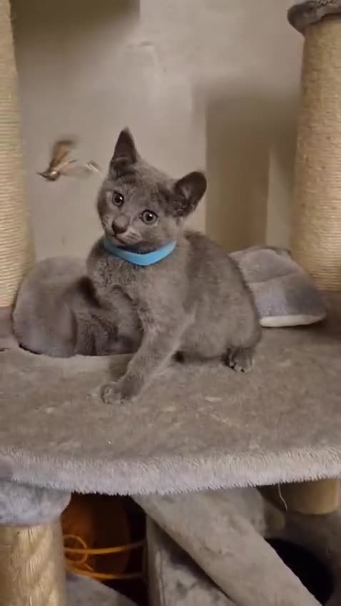 Russian Blue cats for sale: Beautiful Russian Blue Boy for Sale - Video 1