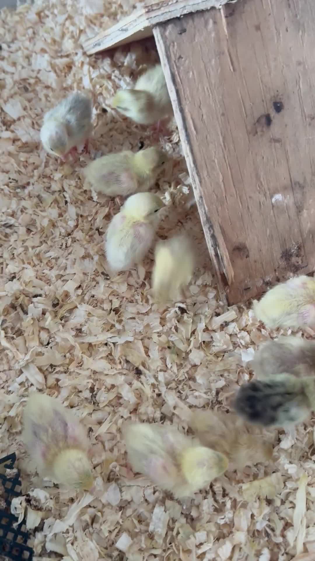 Quail poultry for sale: Button quail chicks and adults  - Video 2