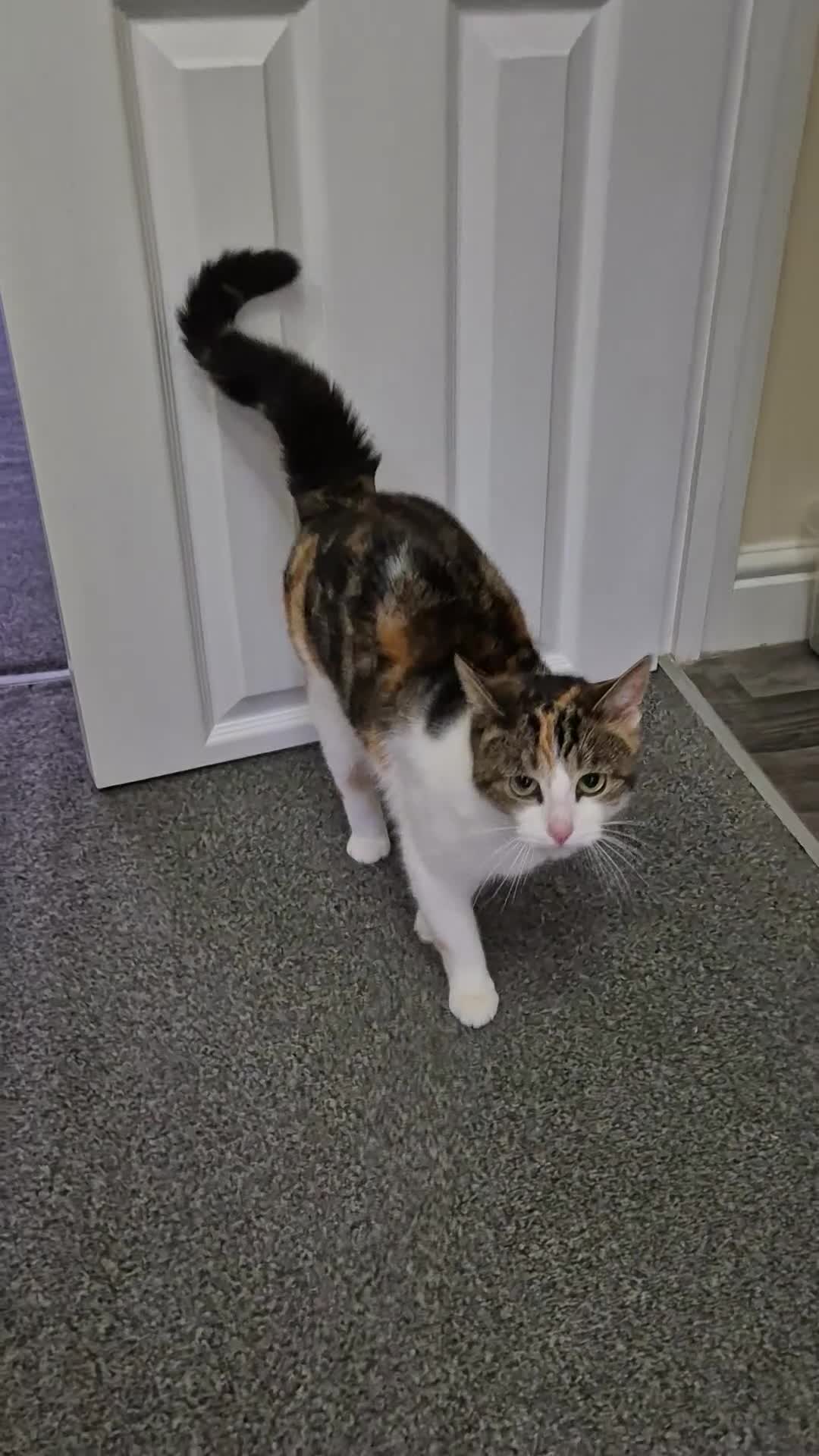 Domestic Shorthair cats for sale: Adorable and Sweet Female Cat - Video 3