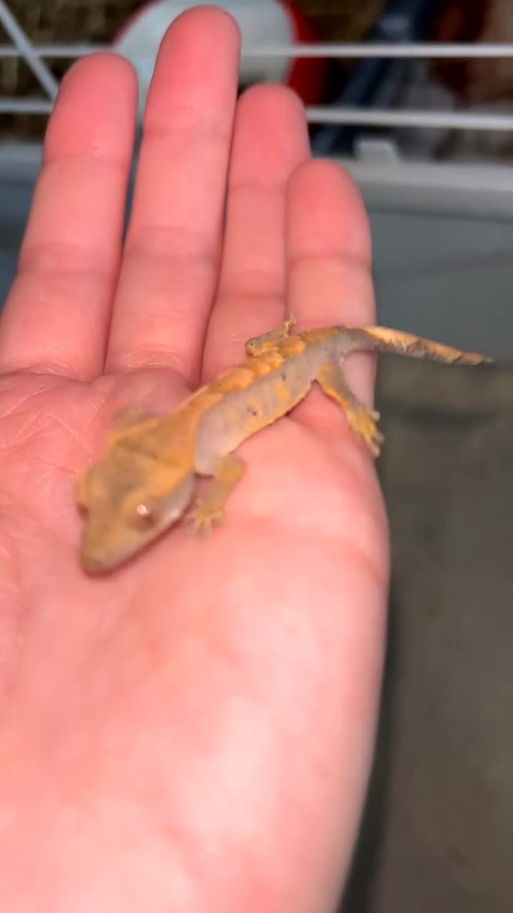 Gecko reptiles for sale: Young Crested Geckos X2 LEFT - Video 3