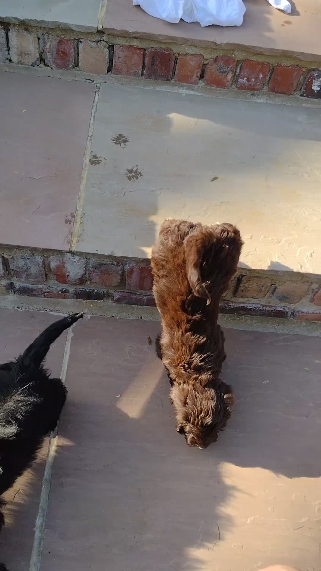 Cockapoo dogs for sale: DNA HEALTH PROFILED COCKERPOOS - Video 2