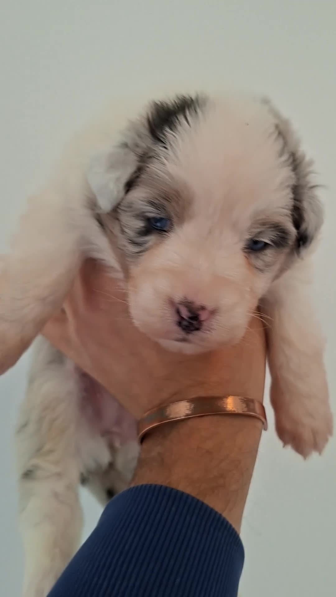 Australian Shepherd dogs for sale: ​🐾 Beautiful Australian Shepherd Puppies 🐾 - Video 3