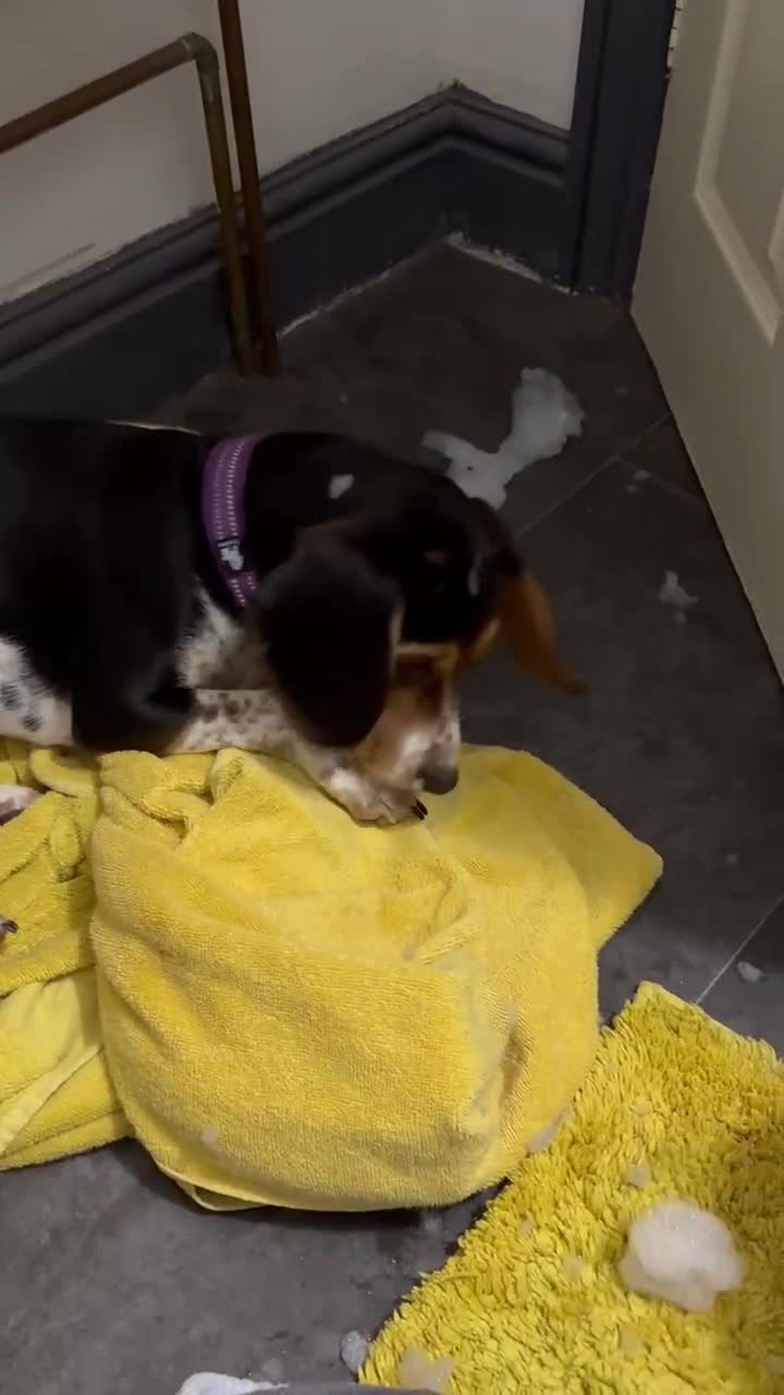 Beagle dogs for adoption: Bonnie needs her forever home  - Video 3