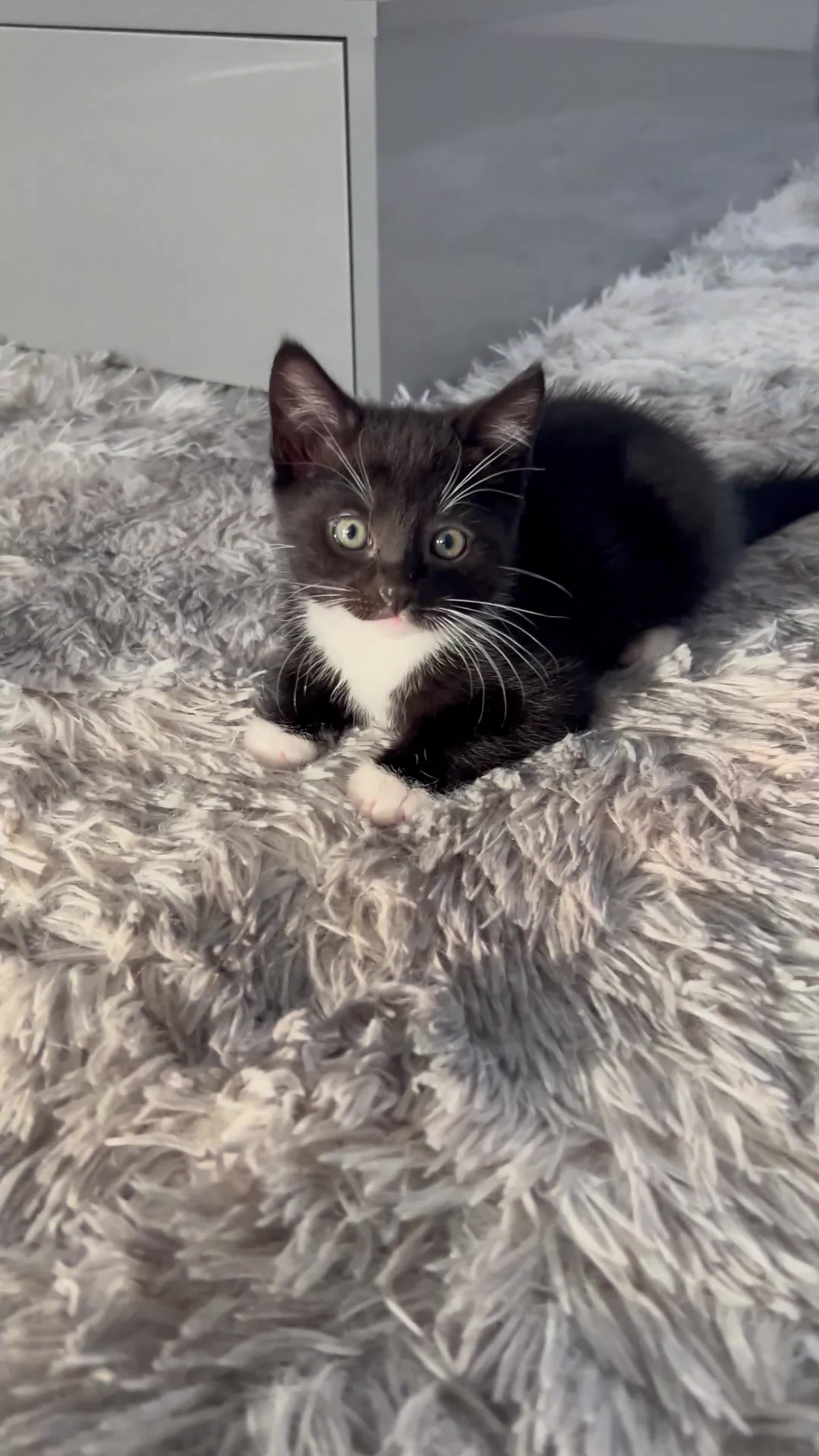 Mixed Breed cats for sale: 2 beautiful boys ready to be rehomed  - Video 1