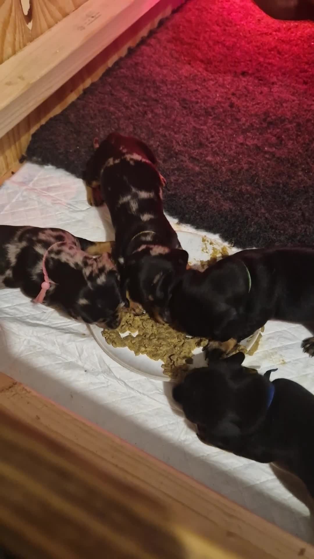 Dachshund dogs for sale: 2 boys remaining  - Video 1