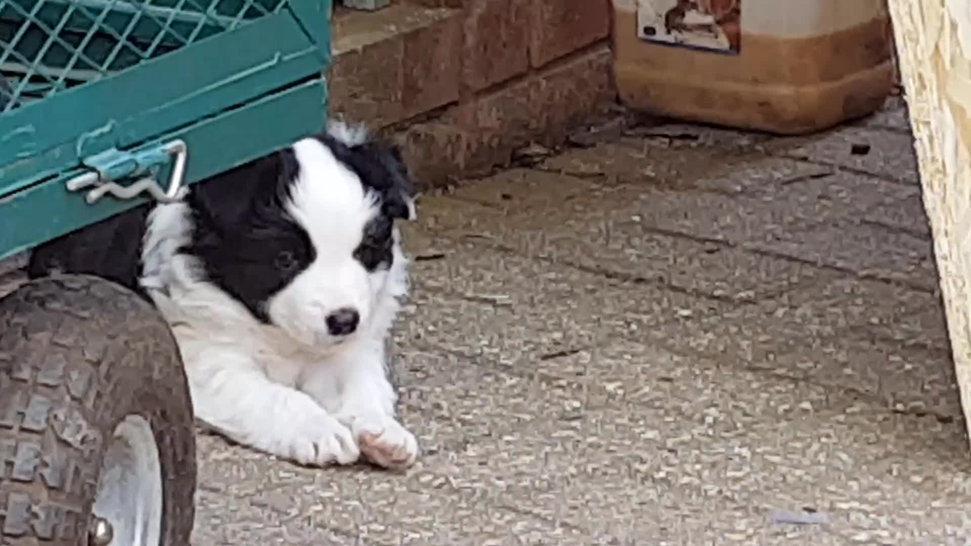 Border Collie dogs for stud: Borderlair Tip for the Top (Tip) - Video 2