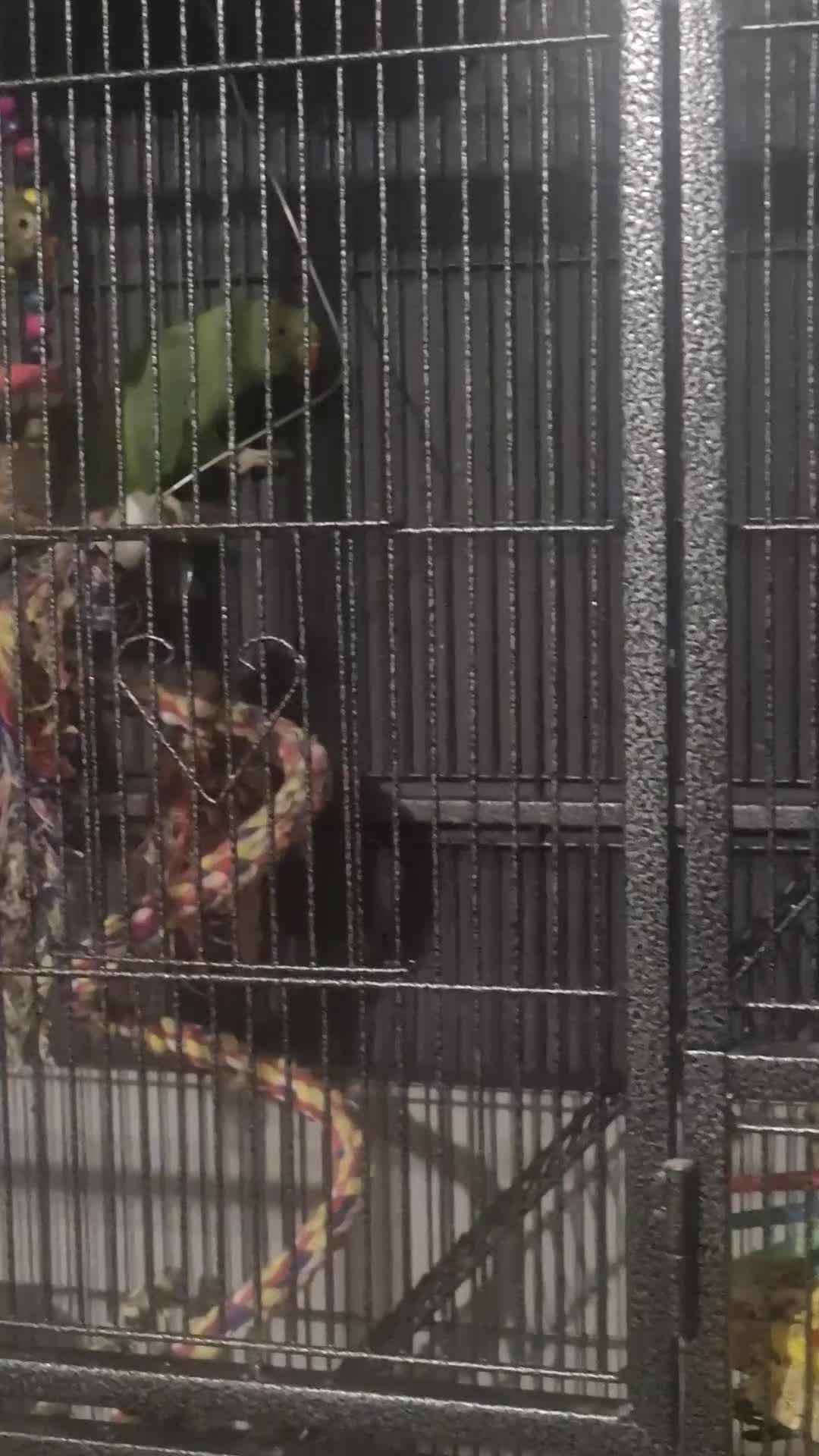 Ringnecks birds for sale: Female Indian Ringneck 1yr in Rotherham - Video 1