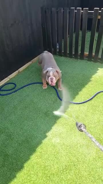 English Bulldog dogs for sale: Dogs for sale - Video 1