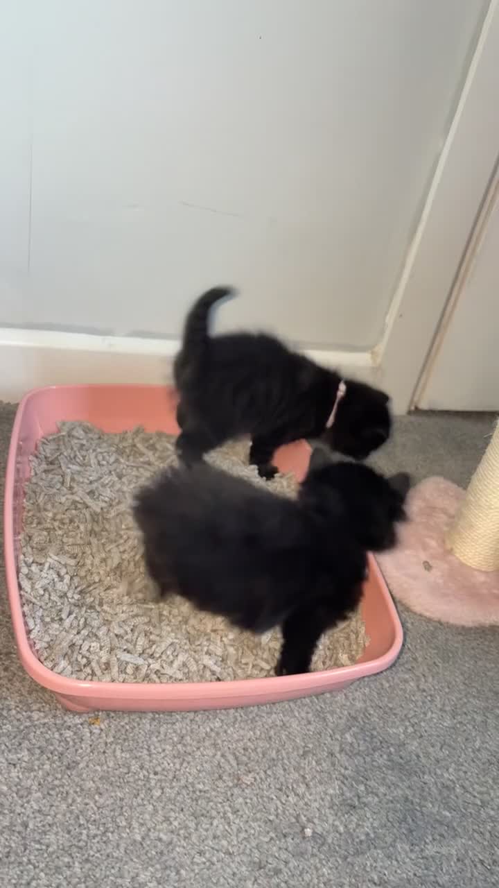 Mixed Breed cats for sale: Ready to go 3 female kittens  - Video 3