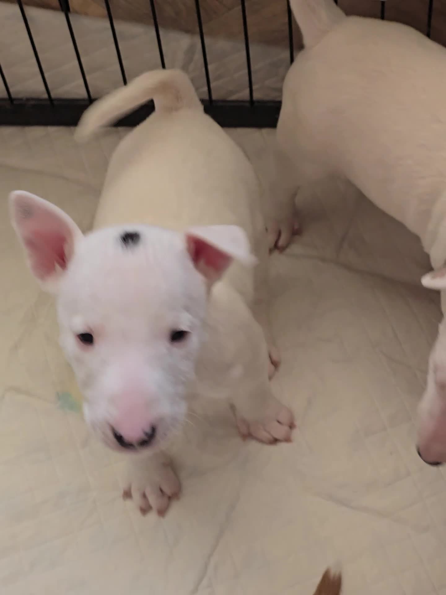 Miniature Bull terrier dogs for sale: Miniature Bull Terrier  - Video 3