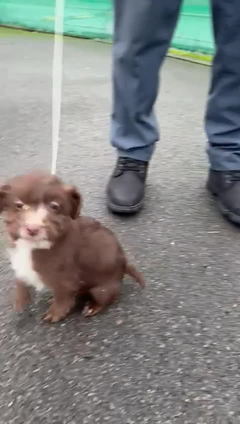 Mixed Breed dogs for sale: 4 puppies for sale 2 male and 2 female  - Video 2