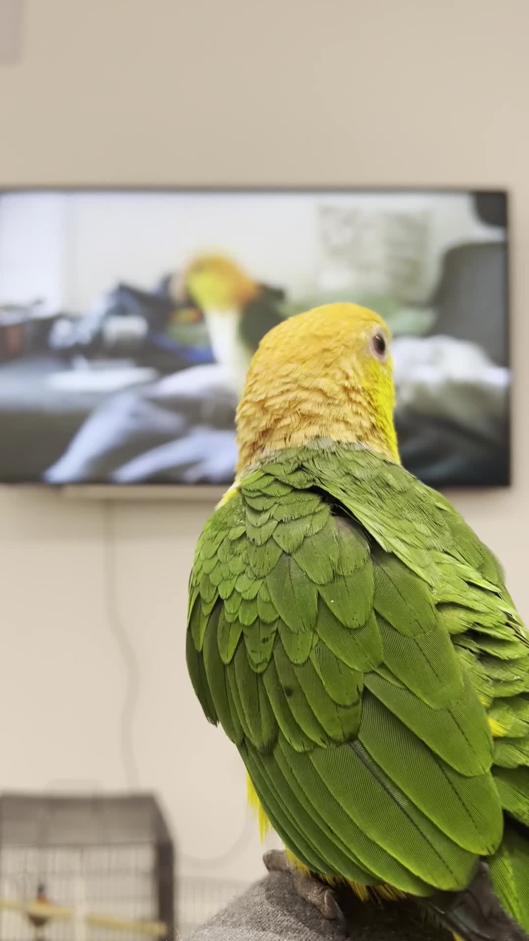 Parrots birds for sale: Tame Hand Reared Parrot Caique with huge Cage - Video 3