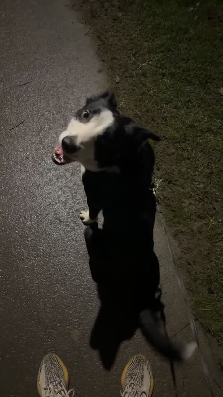 Border Collie dogs for sale: Pedigree Border Collie - Video 4