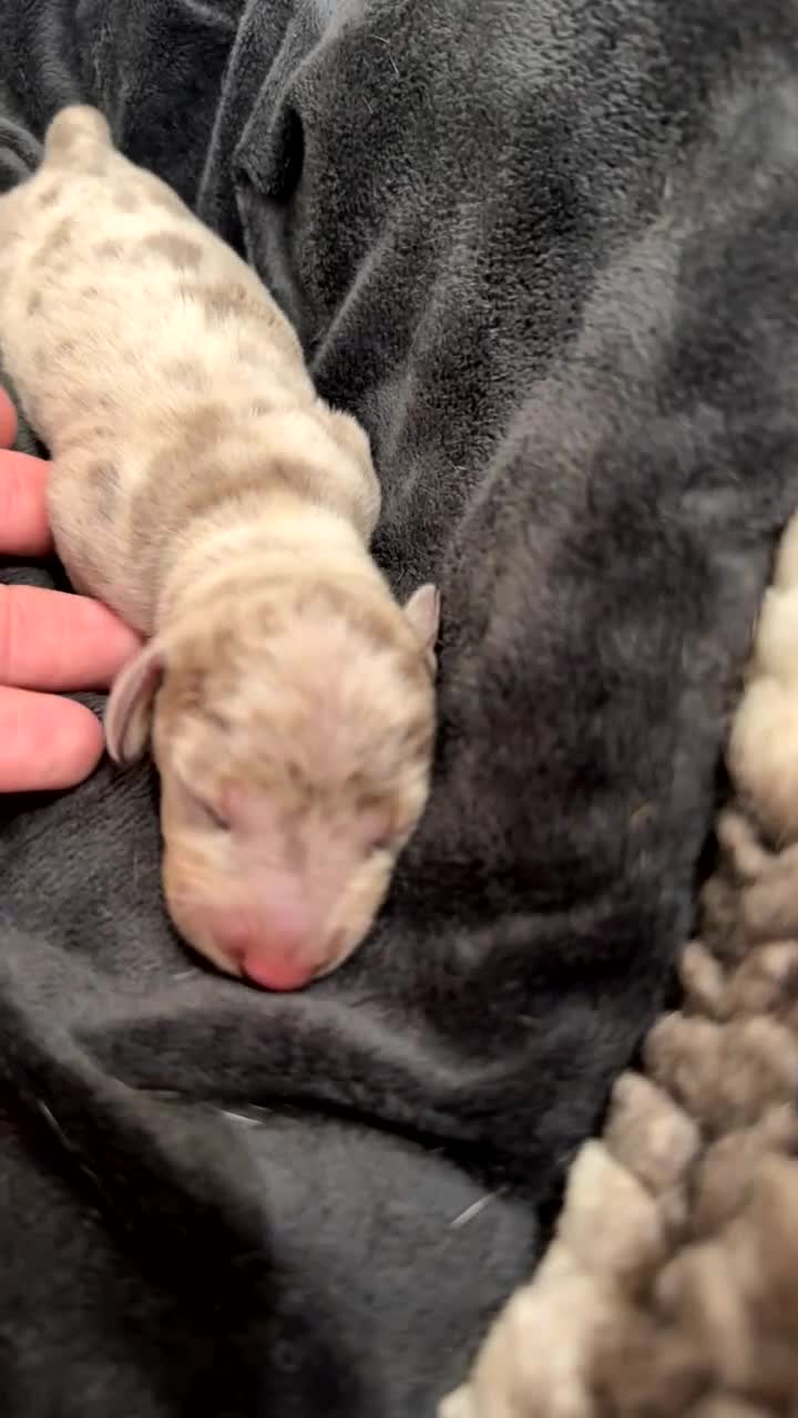 Miniature Dachshund dogs for sale: Miniature Dachshunds  - Video 2