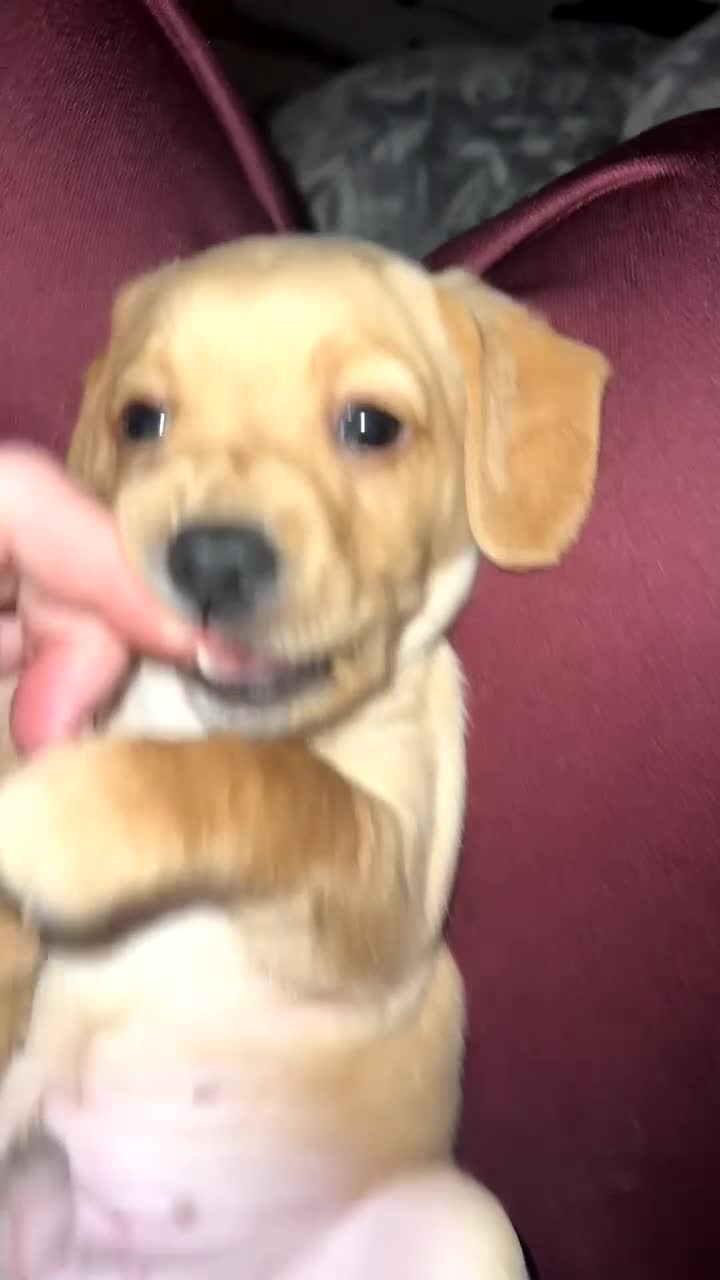 Mixed Breed dogs for sale: Dachshund/cavapoo - Video 1