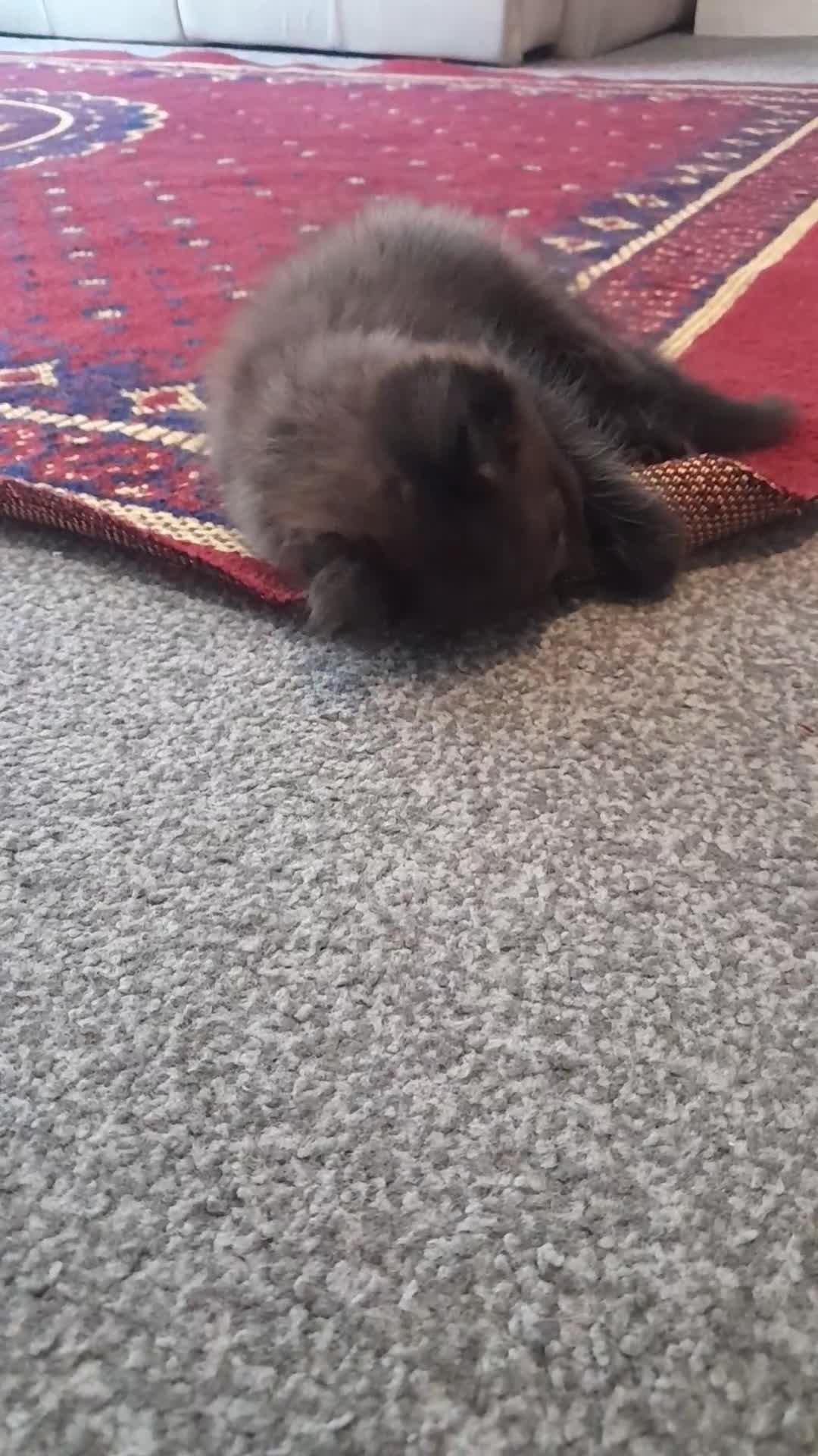 British Shorthair cats for sale: British Shorthair - Video 1