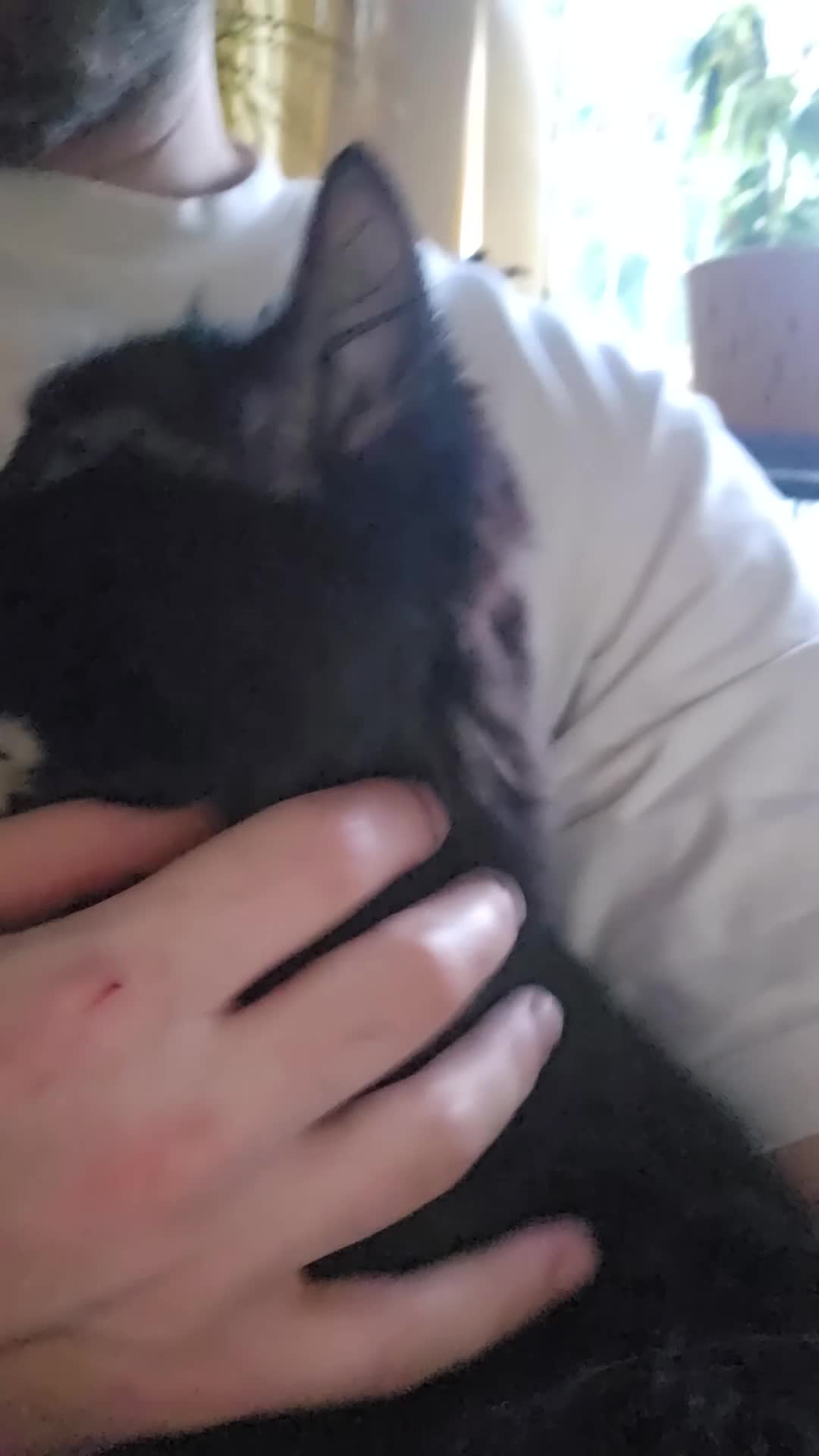 Mixed Breed cats for sale: Freya Black Female with lots of stuff  - Video 2