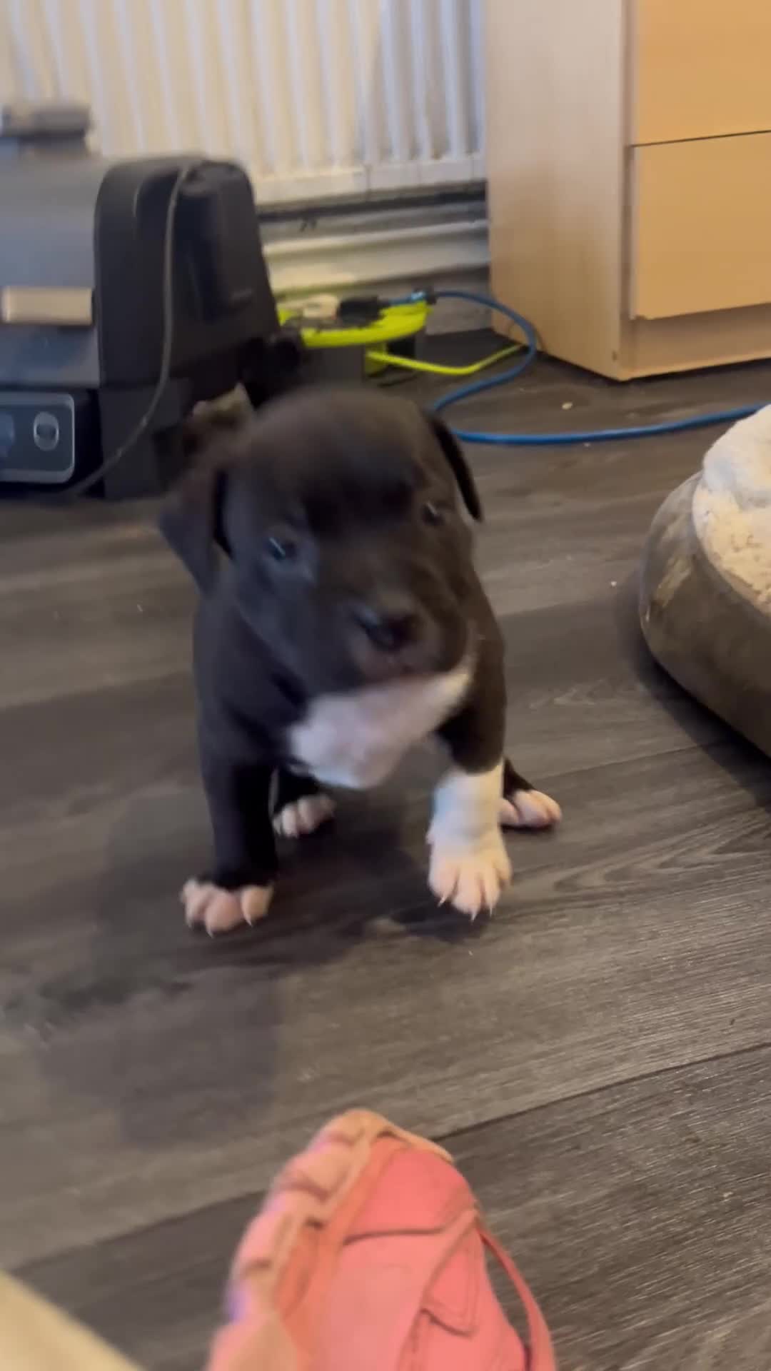 Staffordshire Bull Terrier dogs for sale: Staffy Babies Ready to leave - Video 3