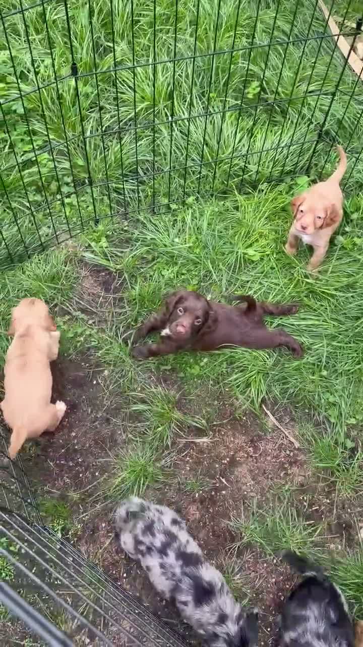 Cocker Spaniel dogs for sale: Working cocker spaniel’s ready to leave 09/10 - Video 1