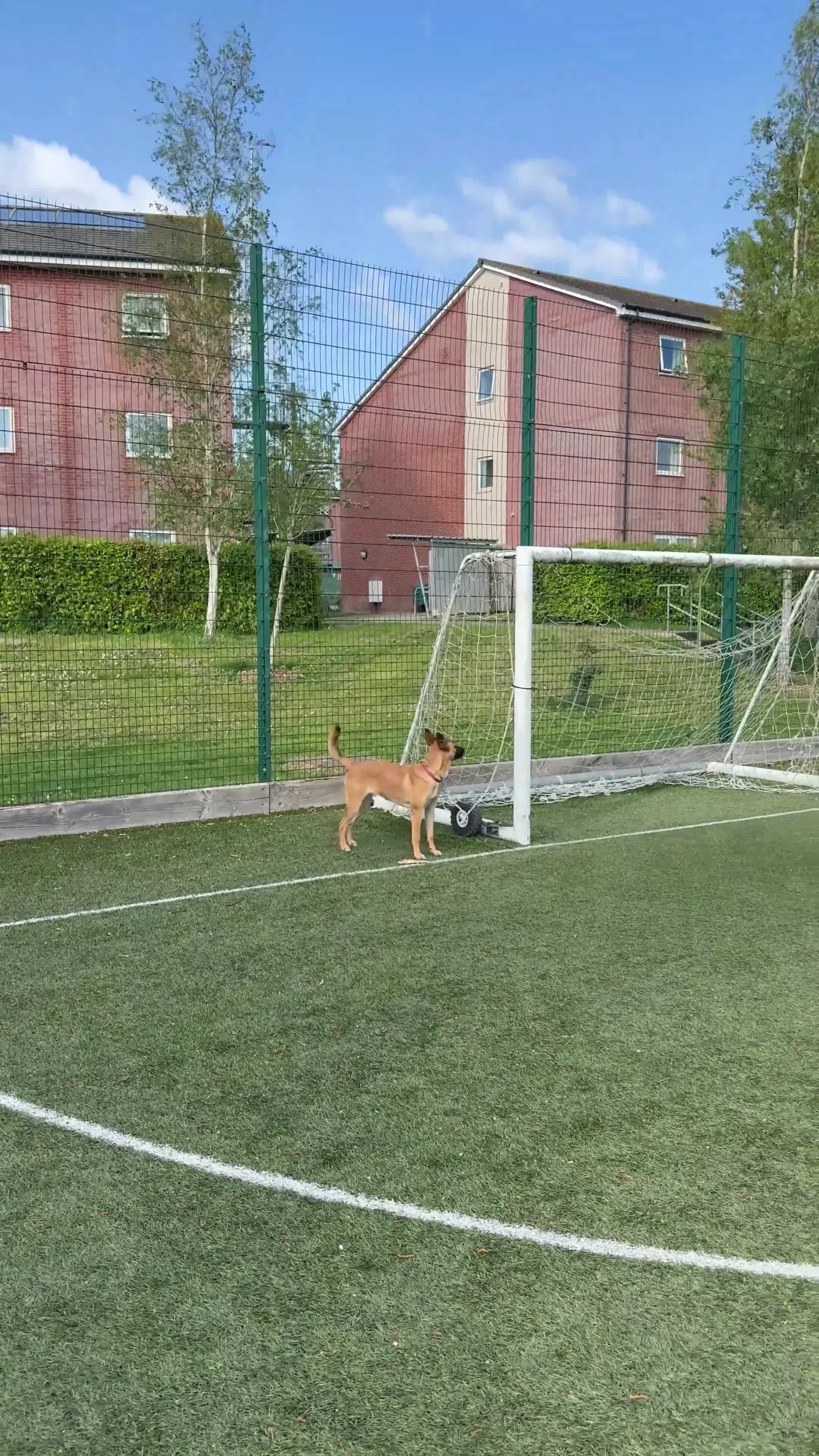 Belgian Shepherd Dog dogs for sale: 8 month old Belgium Malinois  - Video 1