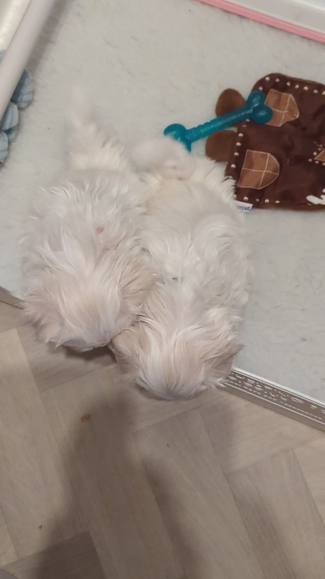 Maltese dogs for sale: Stunning Maltese puppies - Video 2