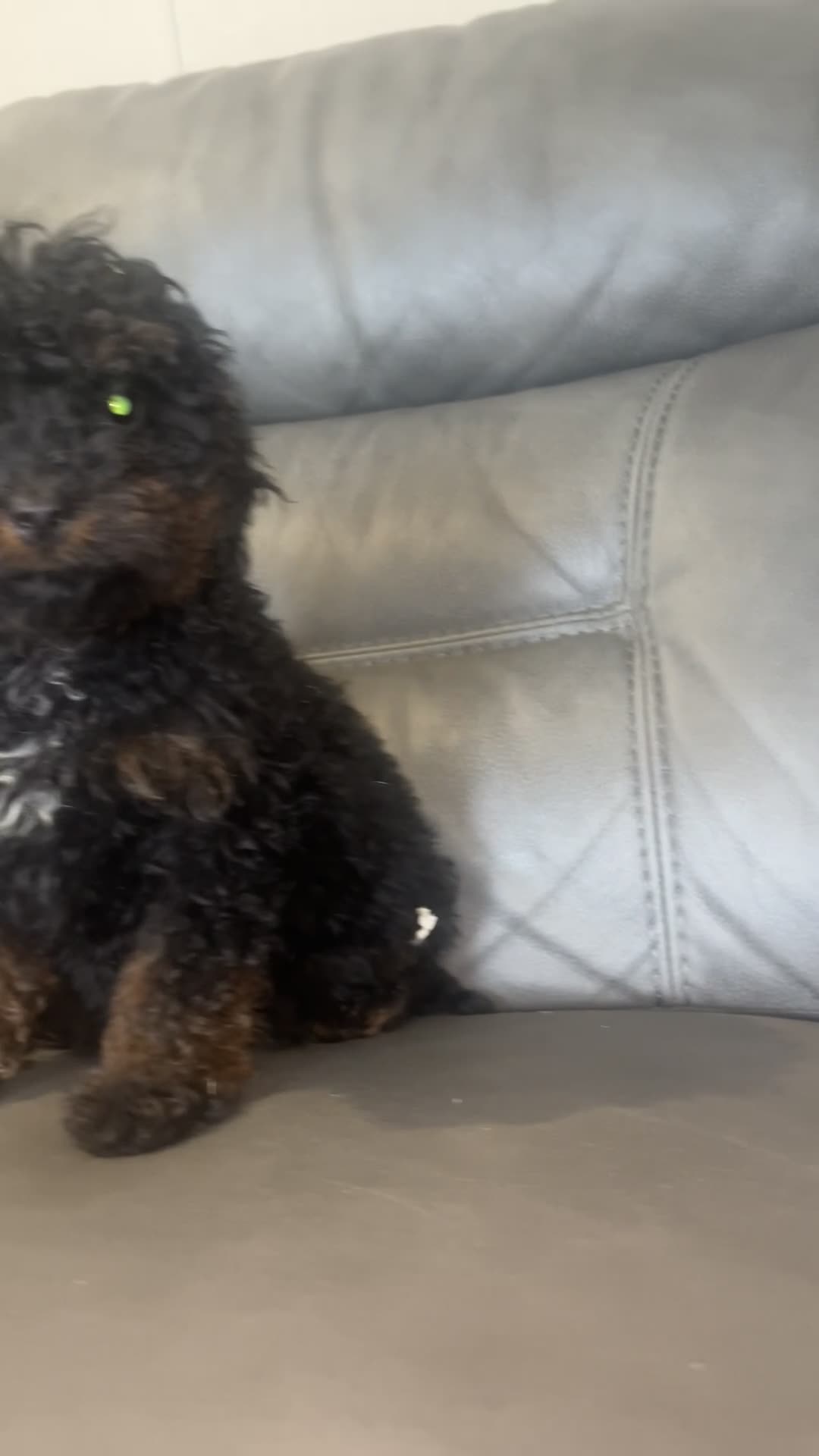Cockapoo dogs for sale: 🐶F2 cockapoos 🐶 - Video 2
