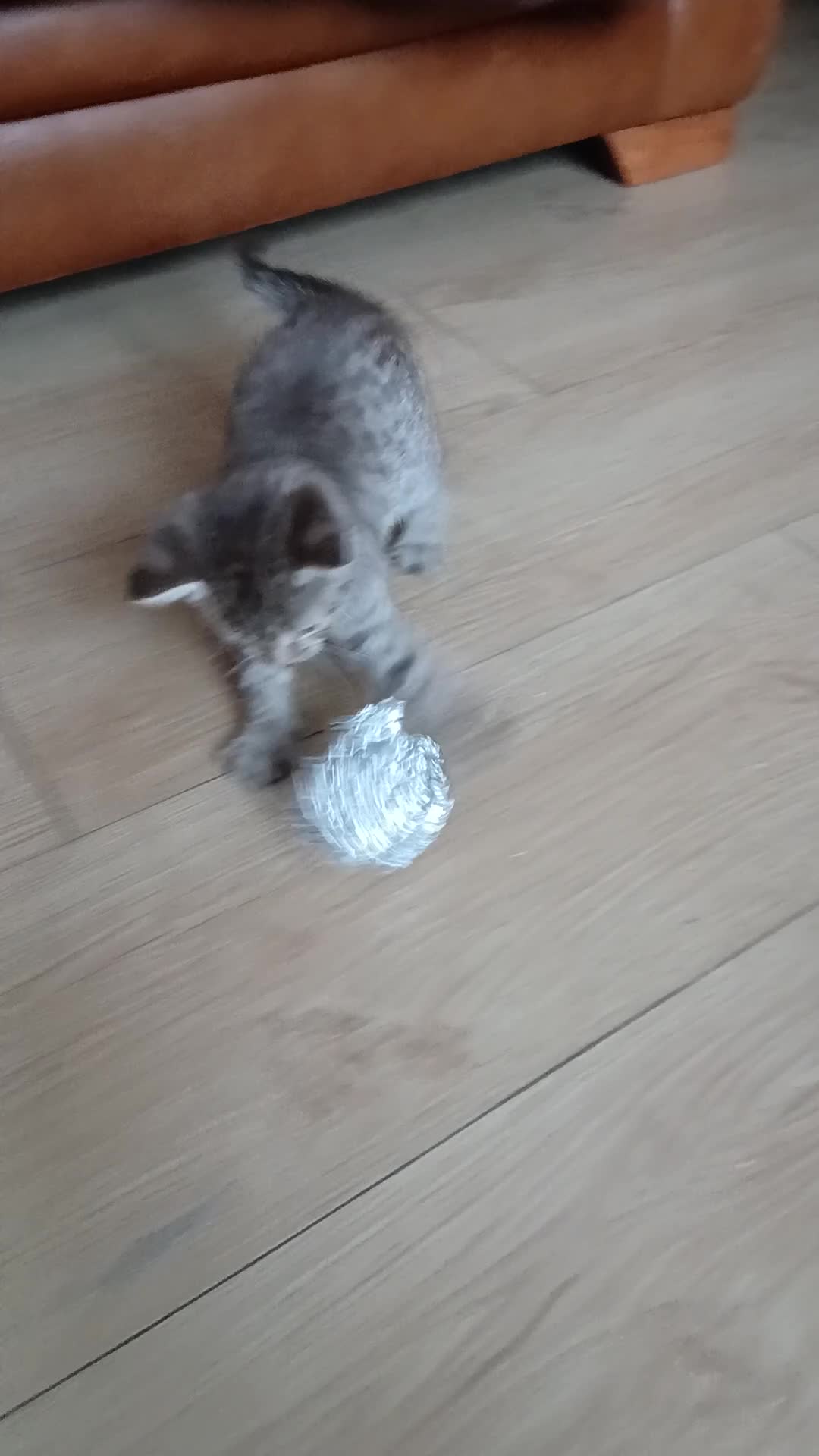 Oriental cats for sale: 4 girls 1 boy - Video 1