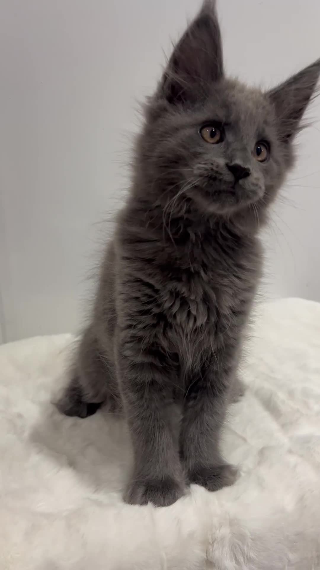 Maine Coon cats for sale: TICA boy male blue kitten Maine Coon nice  - Video 1