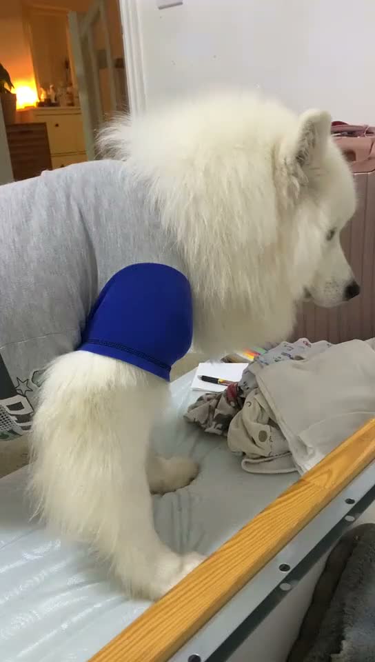 Samoyed dogs for sale: Samoyed pups - Video 1