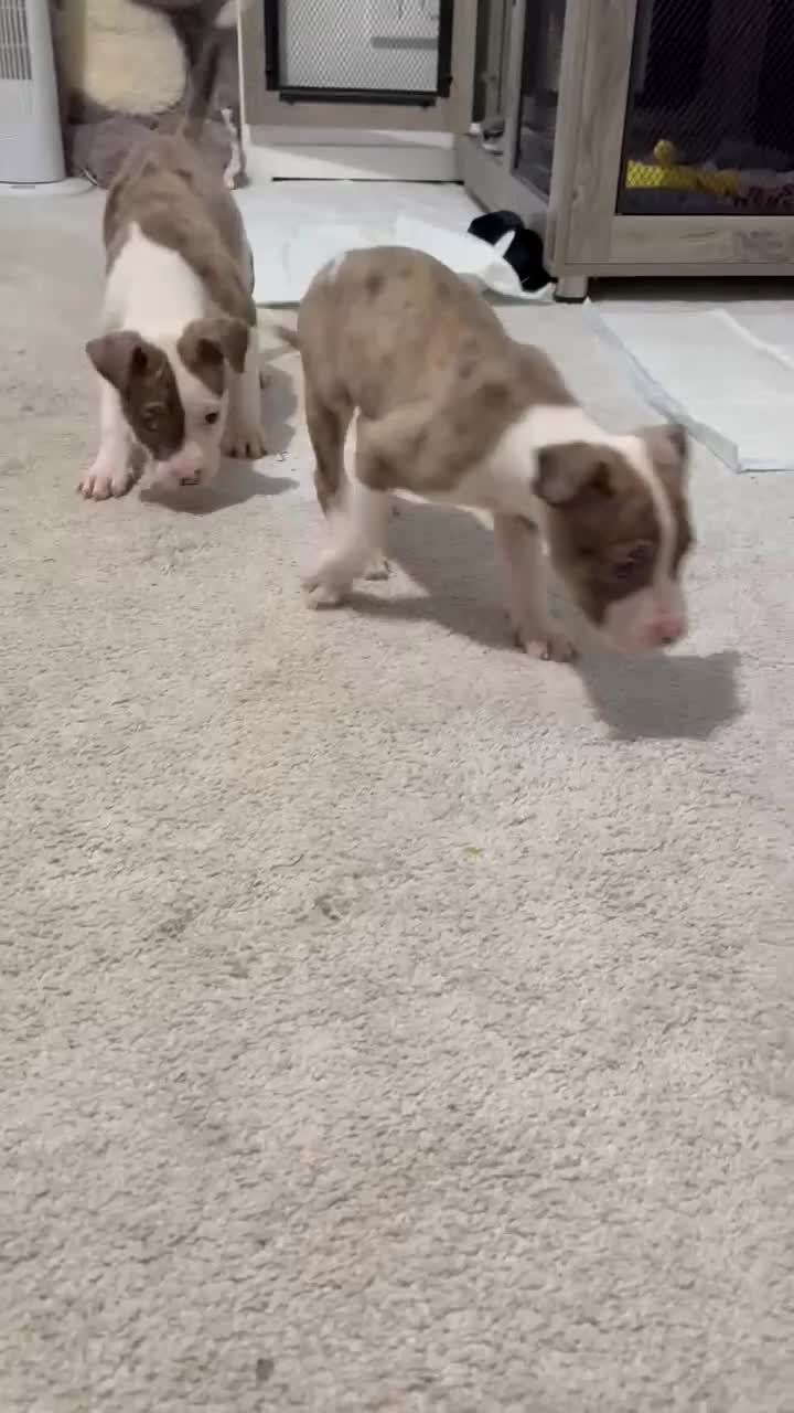 American Bulldog dogs for sale: American bulldog pups for sale  - Video 1