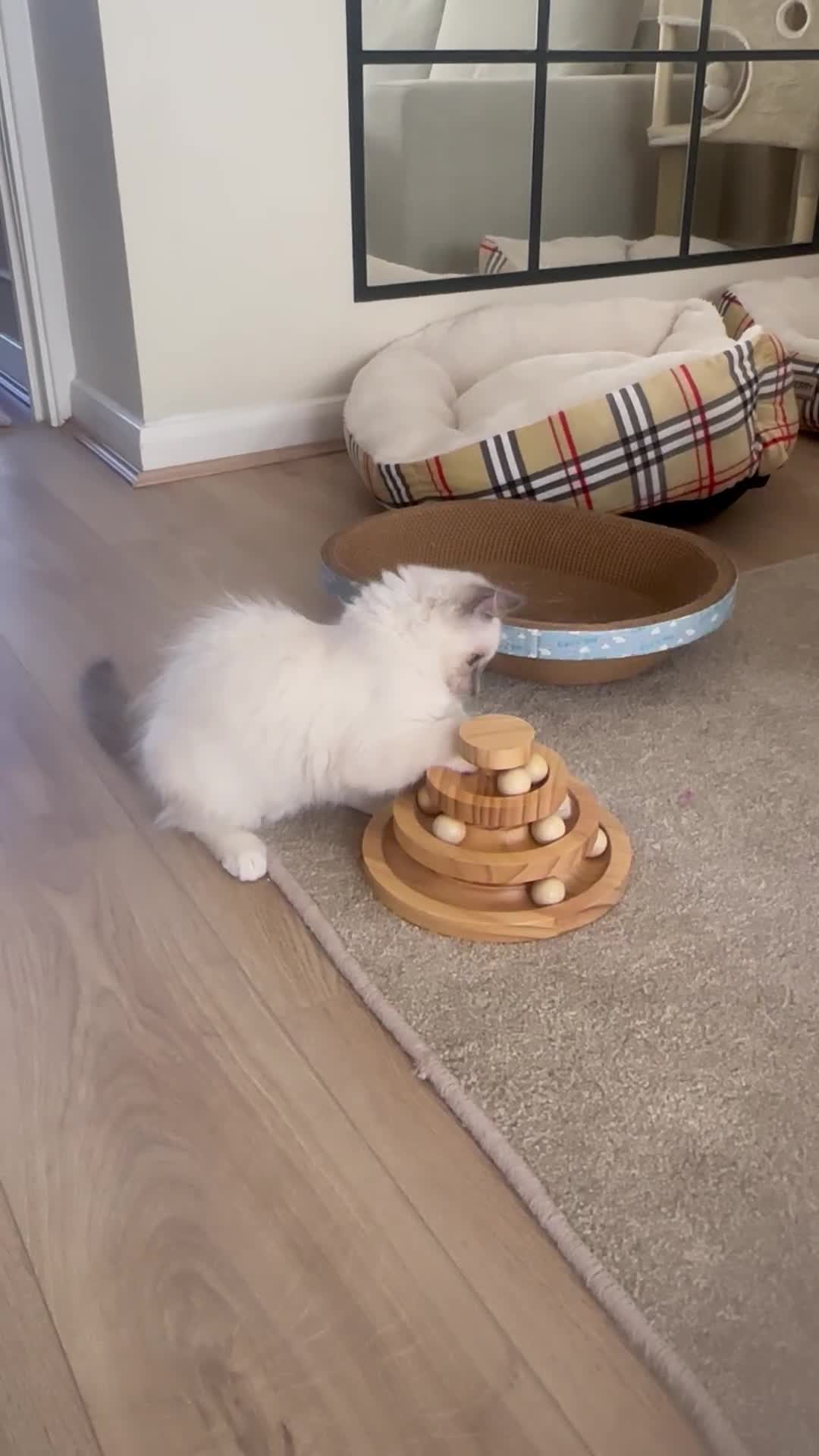 Ragdoll cats for sale: ✨Adorable Male ragdoll kitten.blue eyes grey tips - Video 2