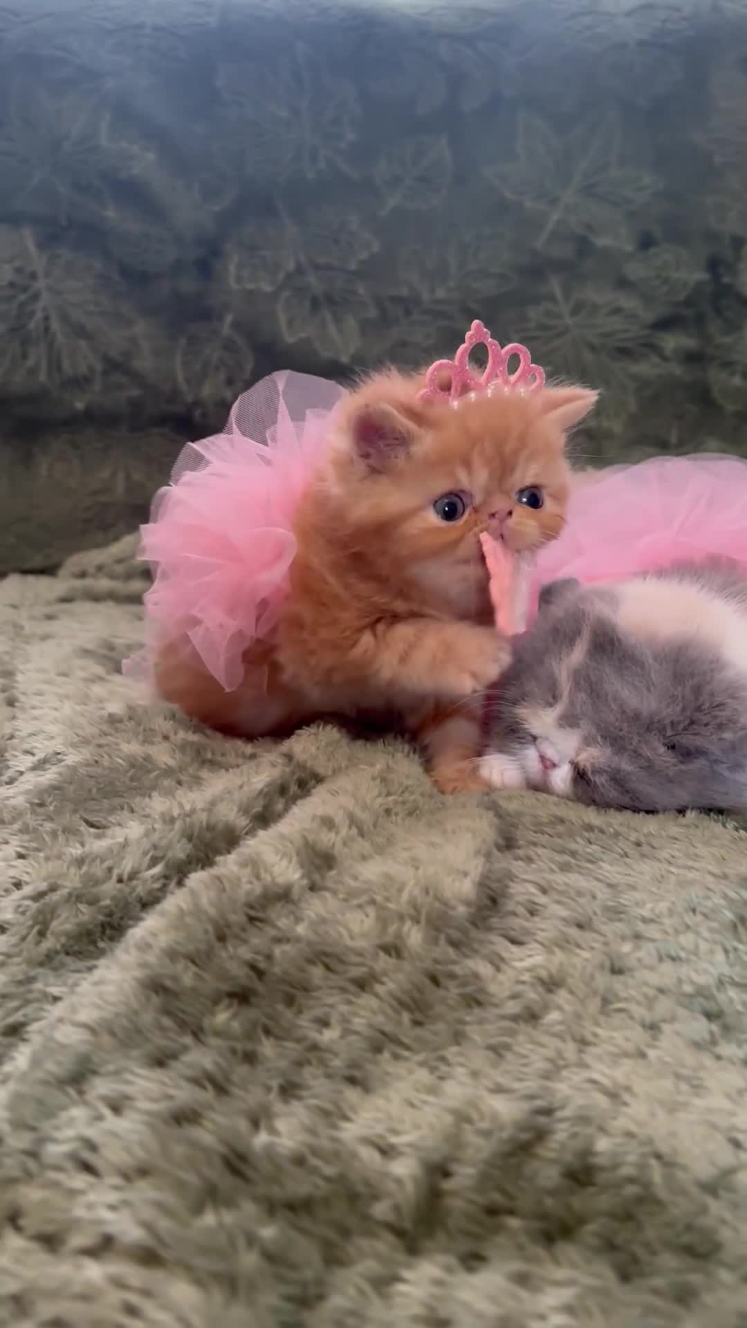 Persian cats for sale: STUNNING PERSIAN KITTENS🩷🩵 - Video 1