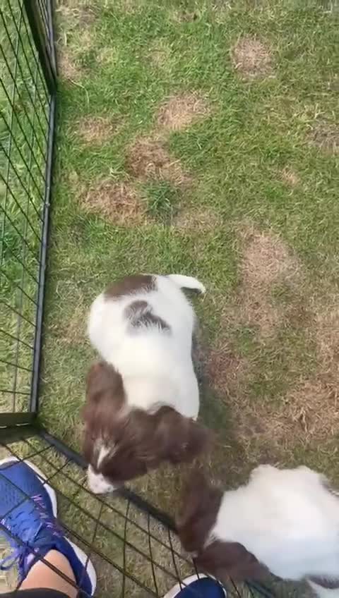 English Springer Spaniel dogs for sale: FTCH x FTAW Springer spaniel - Video 1