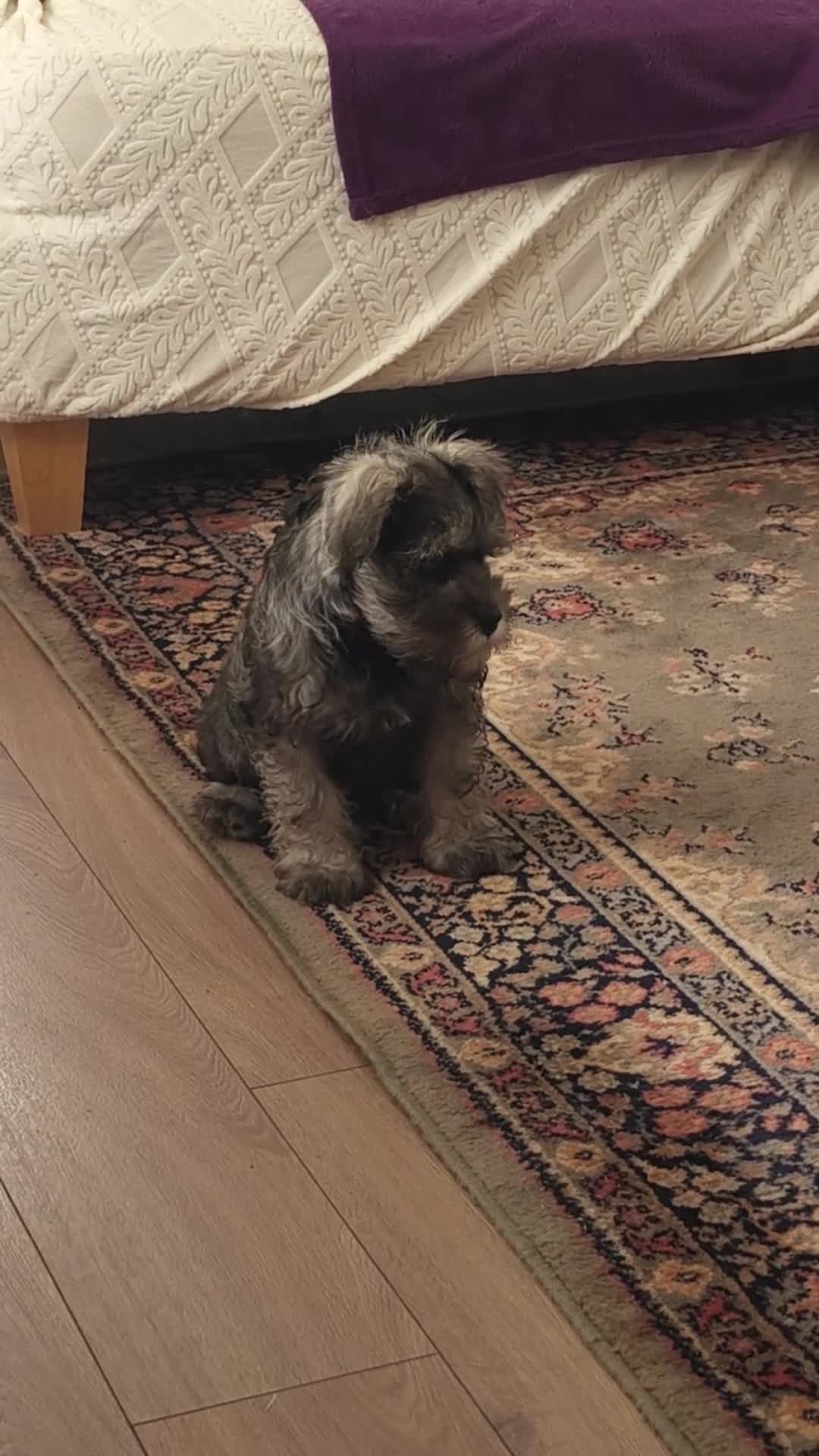 Miniature Schnauzer dogs for sale:  KC reg Miniature Schnauzer pups   - Video 1